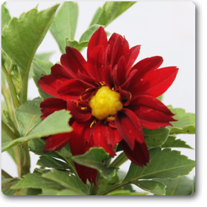 Dahlia (Red) - Plant ( Buy 1 Get 1 Free )